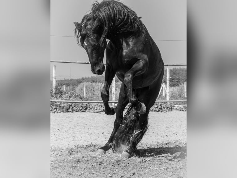 Andalusian Mix Stallion 11 years 15,1 hh Black in Pilas