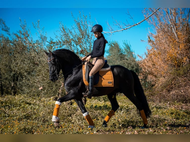 Andalusian Mix Stallion 11 years 15,1 hh Black in Pilas