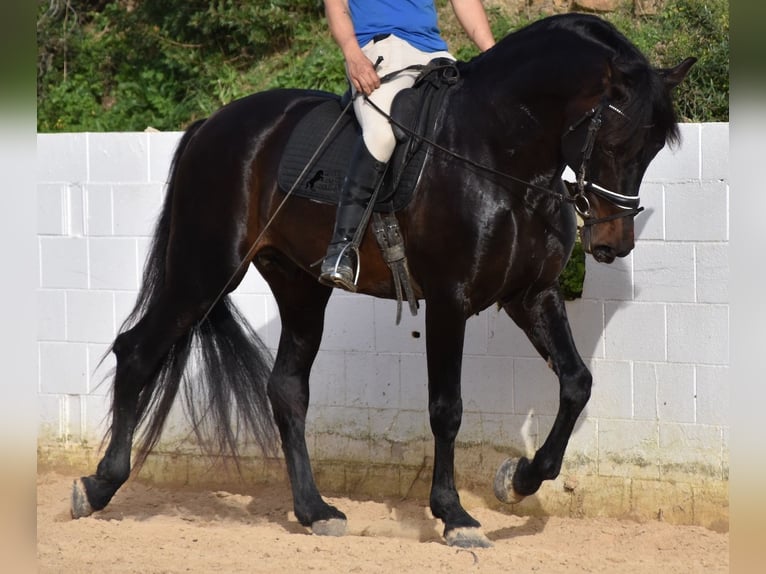 Andalusian Stallion 11 years 16,2 hh Brown in Menorca