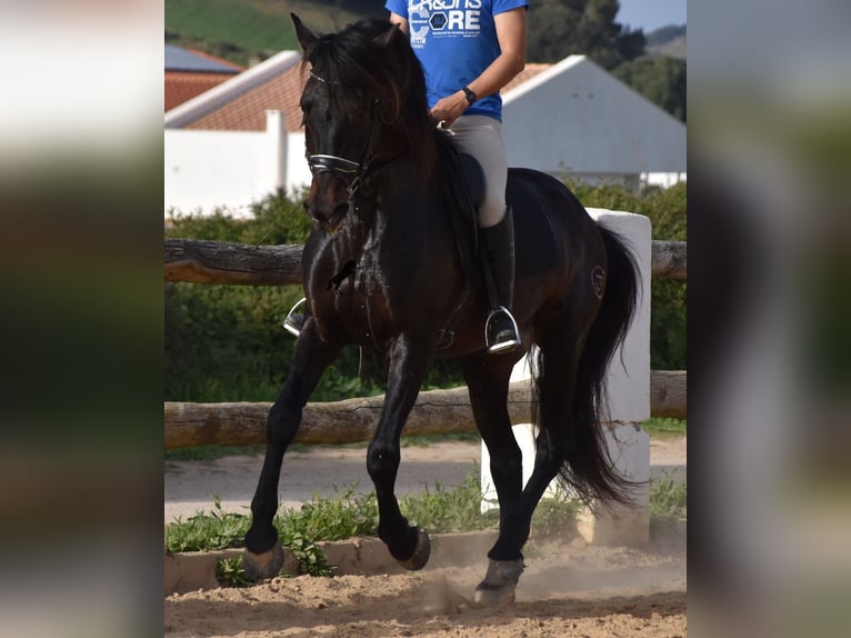 Andalusian Stallion 11 years 16,2 hh Brown in Menorca