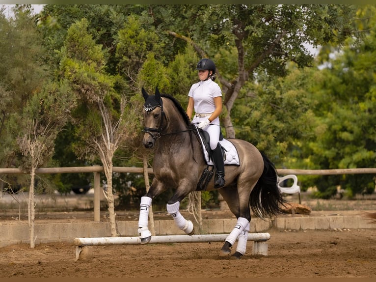 Andalusian Stallion 11 years 16 hh Buckskin in Montgo-Toscamar