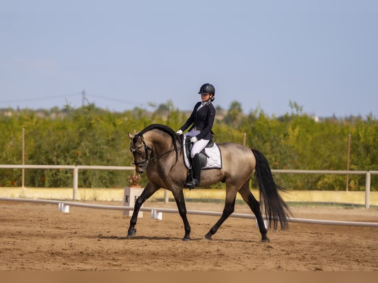 Andalusian Stallion 11 years 16 hh Buckskin in Montgo-Toscamar