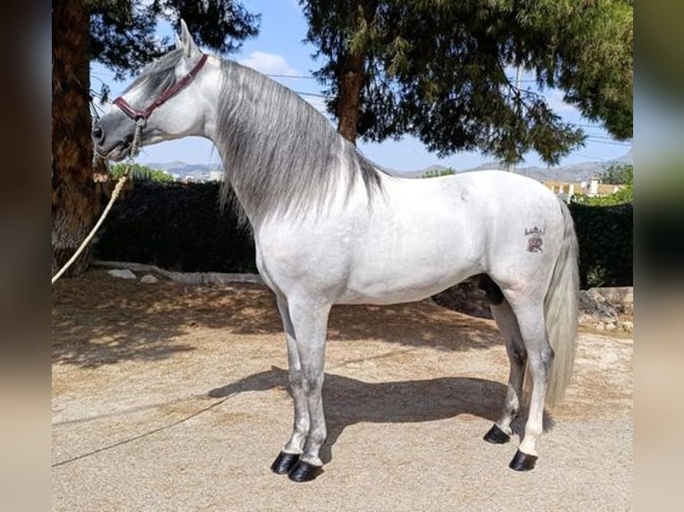 Andalusian Stallion 11 years 16 hh Gray in Murcia