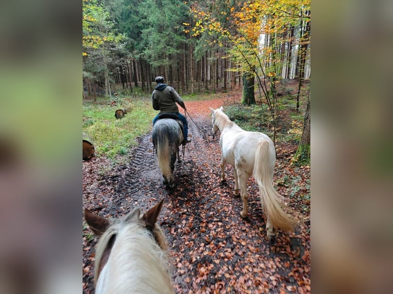 Andalusian Stallion 12 years 14,3 hh Cremello in Frauenneuharting