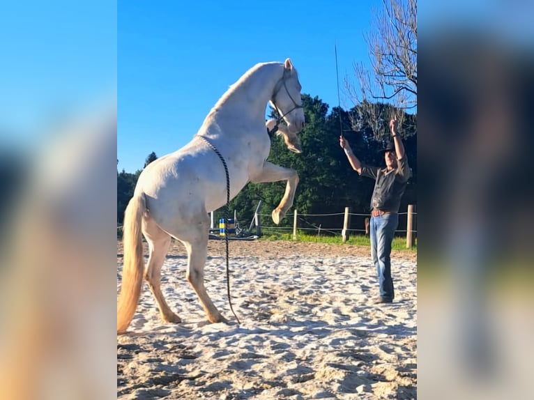 Andalusian Stallion 12 years 14,3 hh Cremello in Frauenneuharting