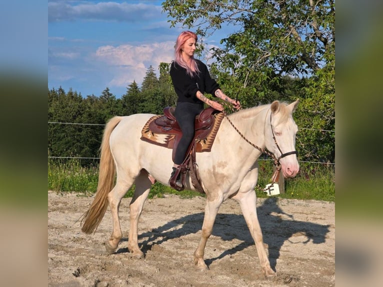 Andalusian Stallion 12 years 14,3 hh Cremello in Frauenneuharting