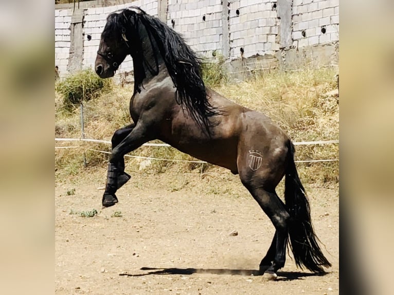 Andalusian Stallion 12 years 16,1 hh Bay-Dark in Mijas