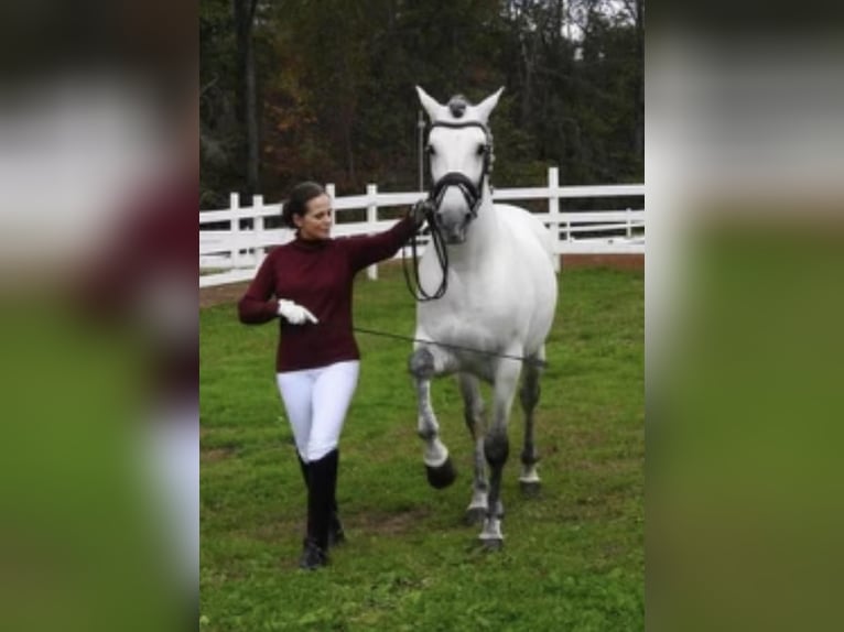 Andalusian Stallion 13 years 15,2 hh Gray in Allentown