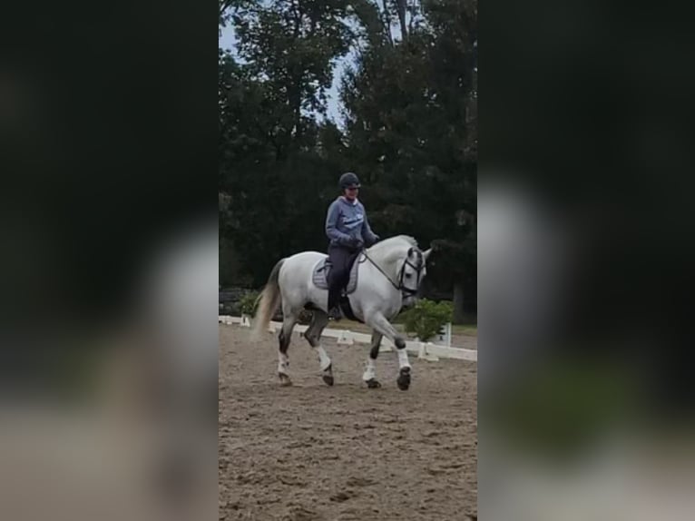 Andalusian Stallion 13 years 15,2 hh Gray in Allentown
