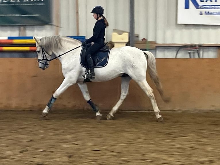 Andalusian Stallion 13 years 16,2 hh Gray-Fleabitten in Oyten
