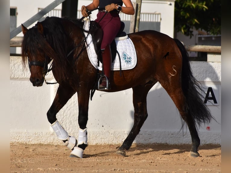 Andalusian Stallion 14 years 15,1 hh Brown in Menorca