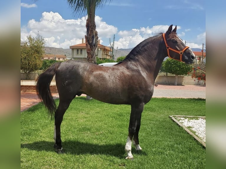Andalusian Mix Stallion 14 years 15,2 hh Chestnut in Bezdědice