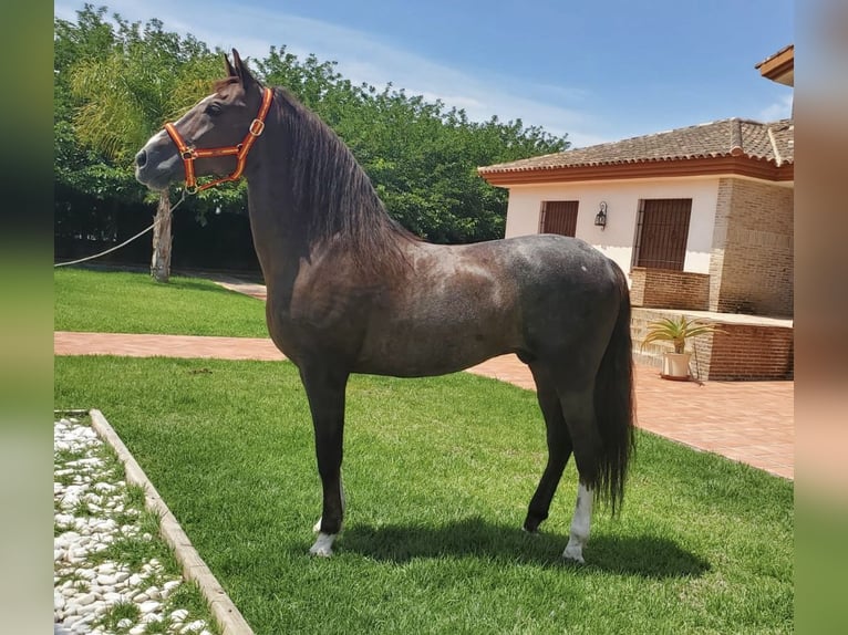 Andalusian Mix Stallion 14 years 15,2 hh Chestnut in Bezdědice