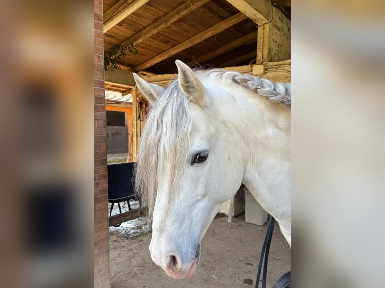 Andalusian Stallion 14 years 15,1 hh Gray in Bregnano Andalusian Stallion 14 years 15,1 hh Gray in Bregnano