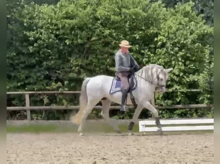 Andalusian Stallion 15 years 15.3 hh Grey in Wien, DonaustadtWien