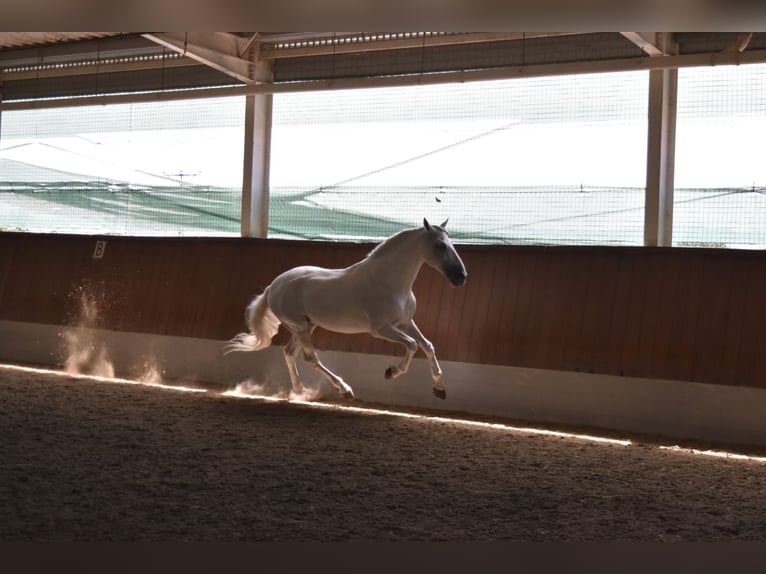 Andalusian Stallion 15 years 16,1 hh Gray in Guimarães