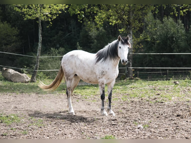 Andalusian Stallion 15 years 16,1 hh Gray in Guimarães