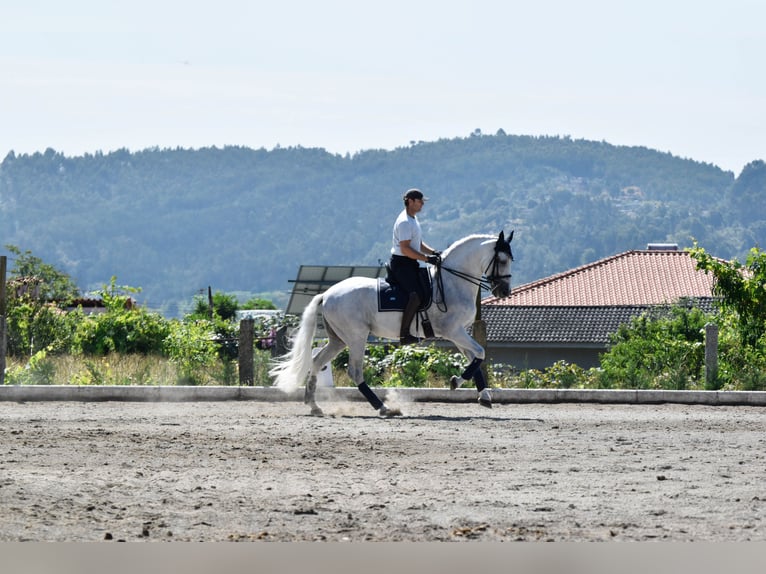 Andalusian Stallion 15 years 16,1 hh Gray in Guimarães