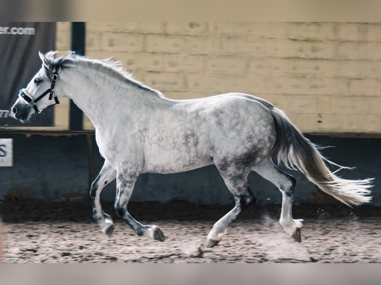 Andalusian Stallion 15 years 16,1 hh Gray in Guimarães