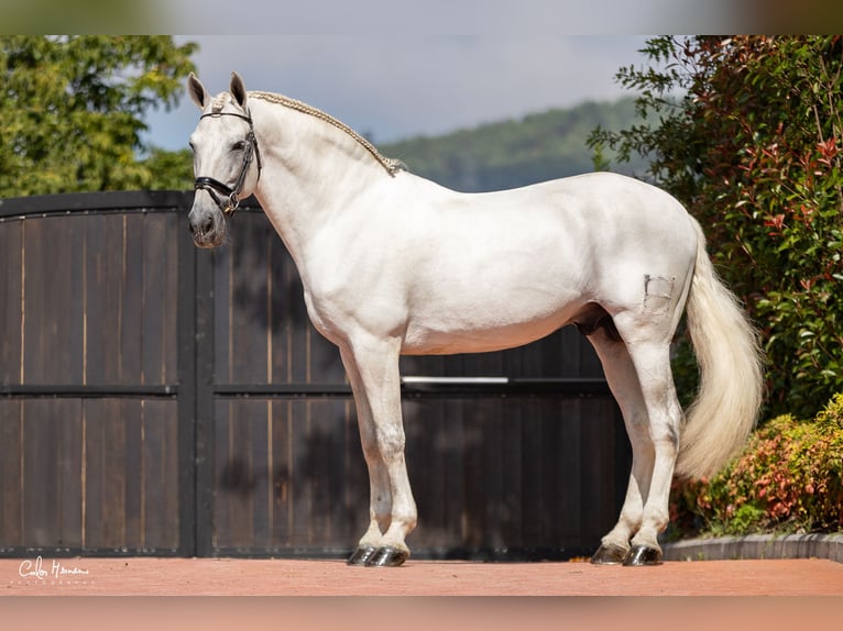 Andalusian Stallion 15 years 16,1 hh Gray in Guimarães