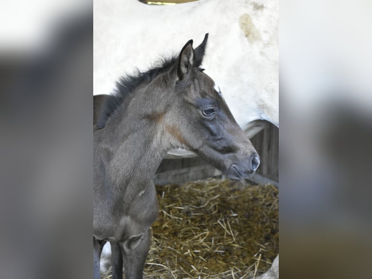 Andalusian Stallion 15 years 16,1 hh Gray in Guimarães