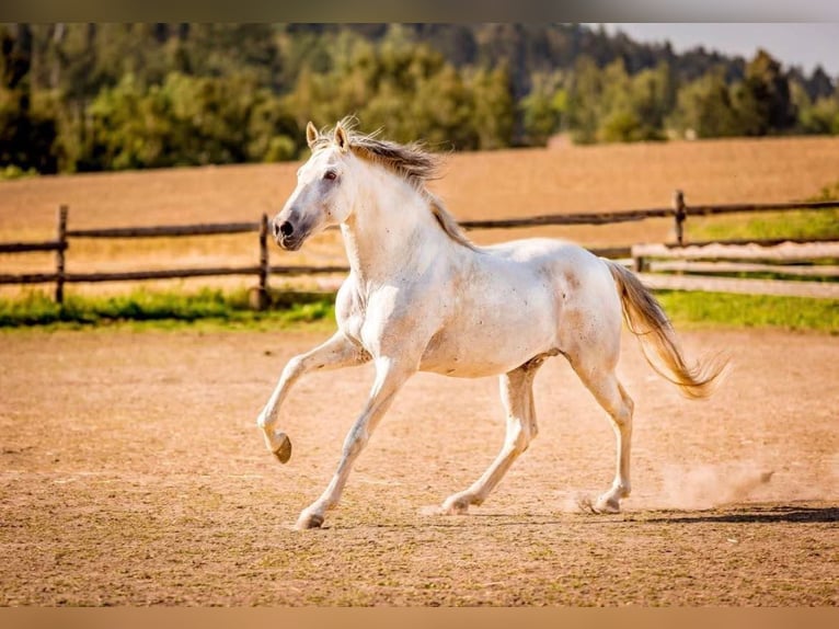 Andalusian Stallion 15 years White in Hybrálec