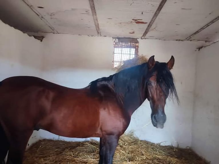 Andalusian Stallion 17 years 16 hh Brown in Pontecagnano