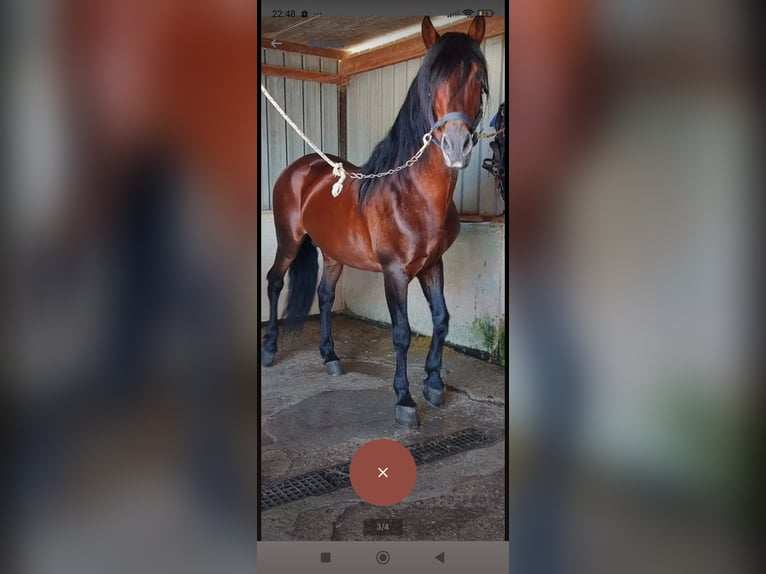 Andalusian Stallion 17 years 16 hh Brown in Pontecagnano