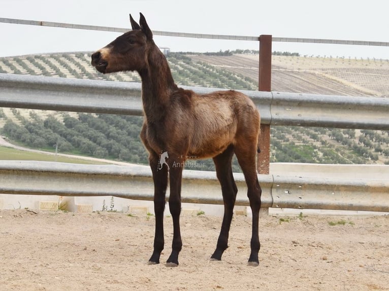 Andalusian Stallion 1 year 11.2 hh  in Provinz Cordoba
