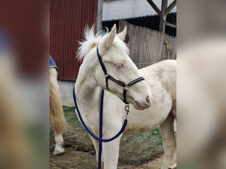 Andalusian Stallion 1 year 13,1 hh Cremello in Waldeck