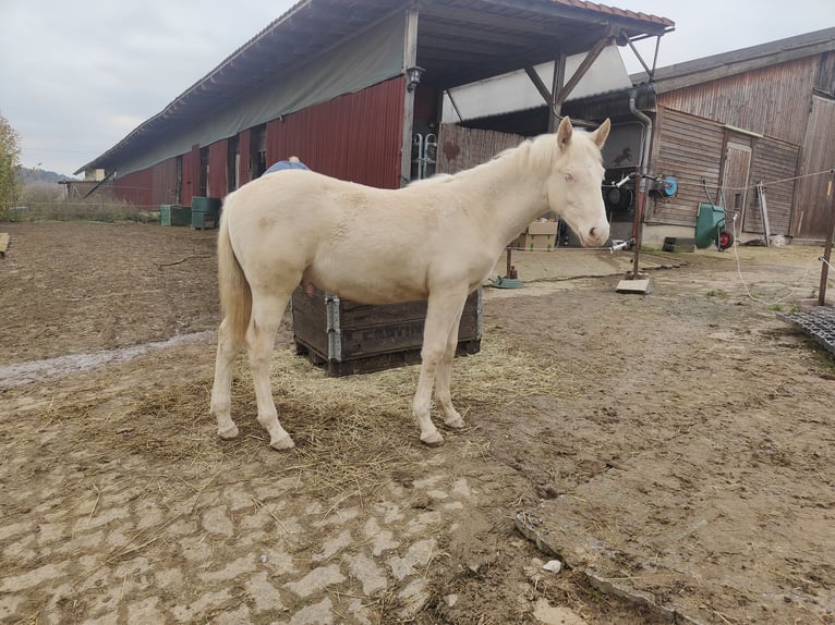 Andalusian Stallion 1 year 13,1 hh Cremello in Waldeck