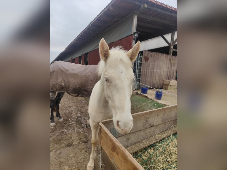 Andalusian Stallion 1 year 13,1 hh Cremello in Waldeck