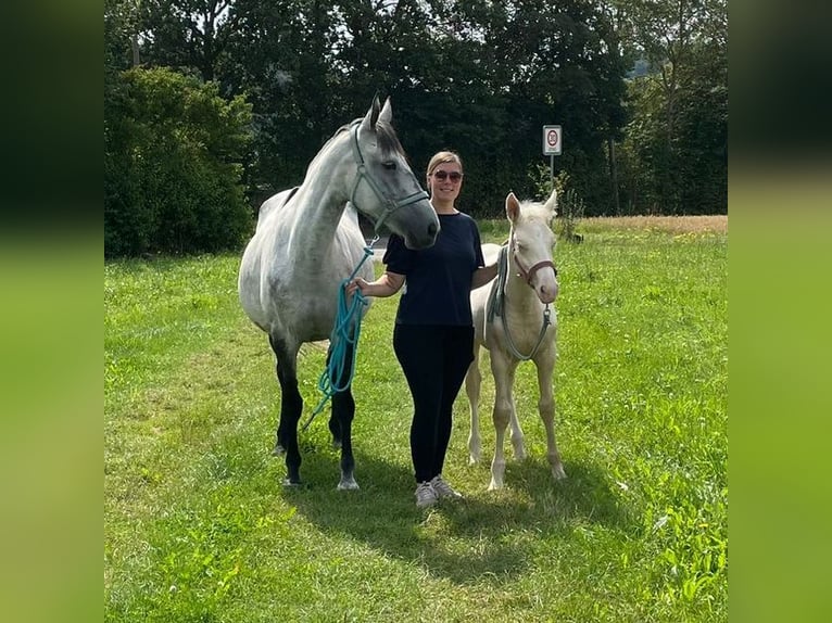 Andalusian Stallion 1 year 13,1 hh Cremello in Waldeck