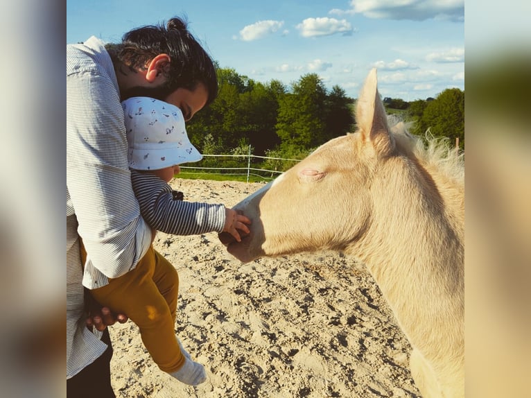 Andalusian Stallion 1 year 13,1 hh Cremello in Waldeck