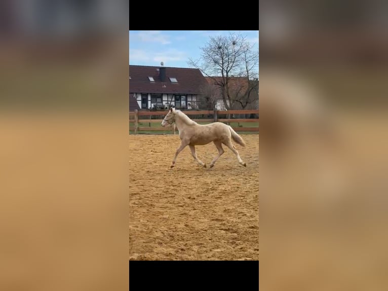 Andalusian Stallion 1 year 13,1 hh Cremello in Waldeck