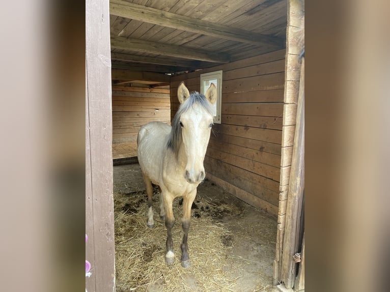 Andalusian Mix Stallion 1 year 13,1 hh Dun in CrimmitschauCrimmitschau