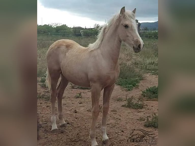 Andalusian Stallion 1 year 13,1 hh Palomino in Barcelona