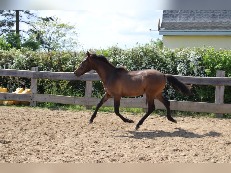Andalusian Stallion 1 year 13,3 hh Brown in Rerik