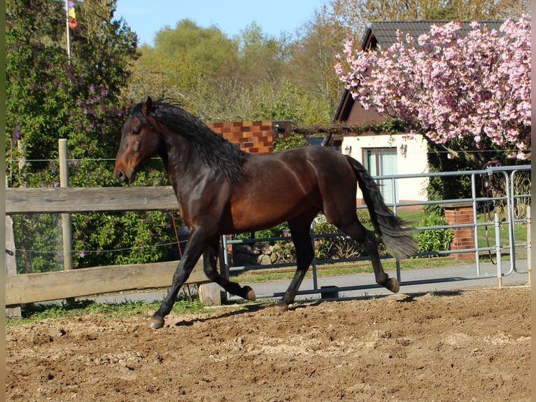 Andalusian Stallion 1 year 13,3 hh Brown in Rerik