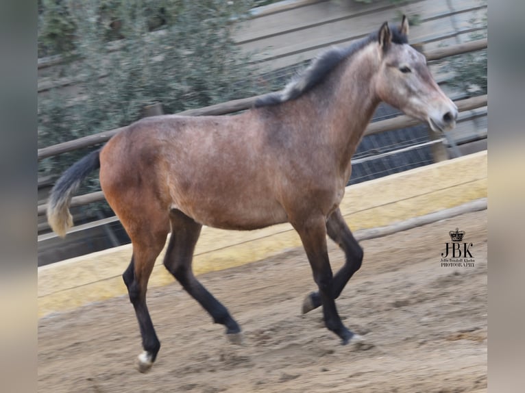 Andalusian Stallion 1 year 14,1 hh Gray-Red-Tan in Tabernas Almeria