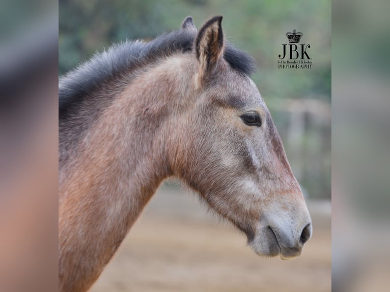 Andalusian Stallion 1 year 14,1 hh Gray-Red-Tan in Tabernas Almeria