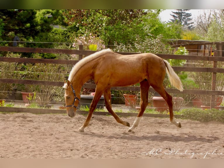 Andalusian Stallion 1 year 14,2 hh Palomino in Polenz