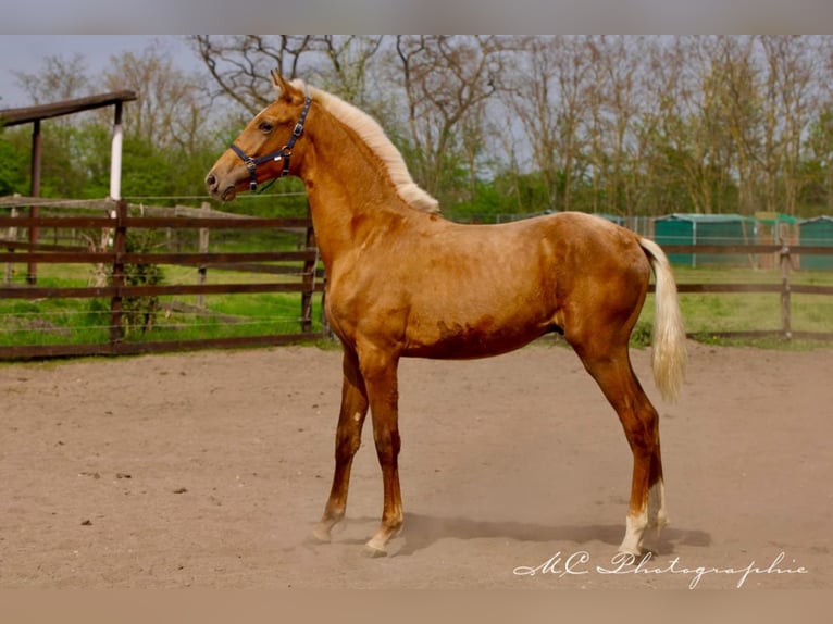 Andalusian Stallion 1 year 14,2 hh Palomino in Polenz