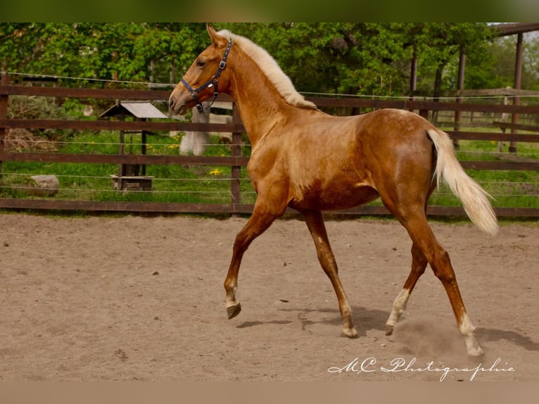 Andalusian Stallion 1 year 14,2 hh Palomino in Polenz