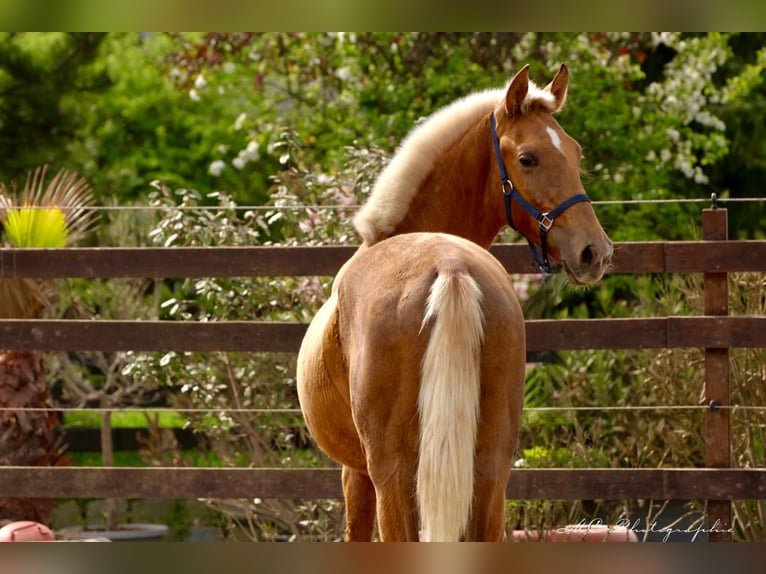 Andalusian Stallion 1 year 14,2 hh Palomino in Polenz