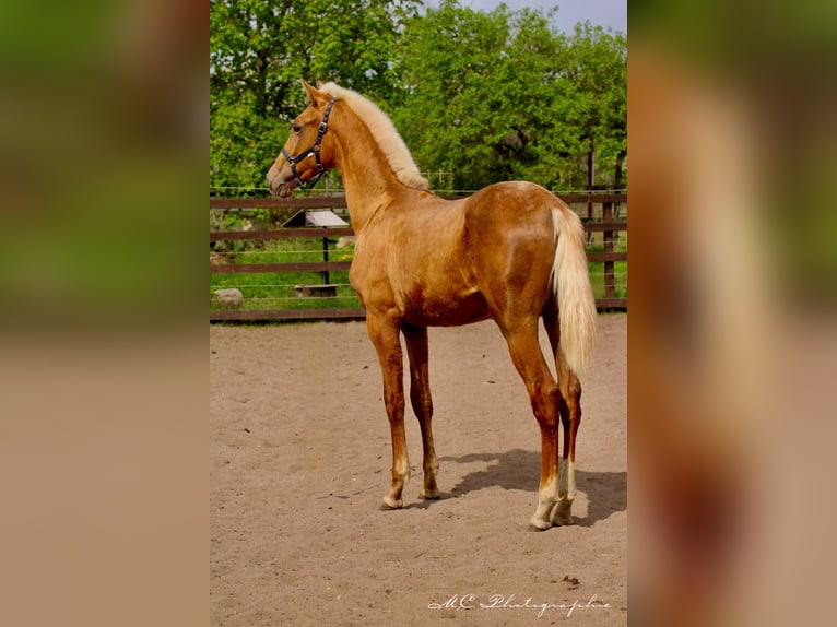 Andalusian Stallion 1 year 14,2 hh Palomino in Polenz
