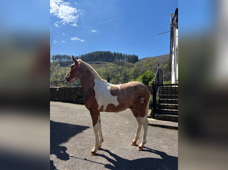 Andalusian Stallion 1 year 14,1 hh Pinto in Llano (Luena)