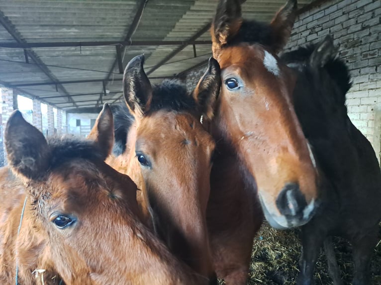 Andalusian Stallion 1 year 15.1 hh  in Almonte