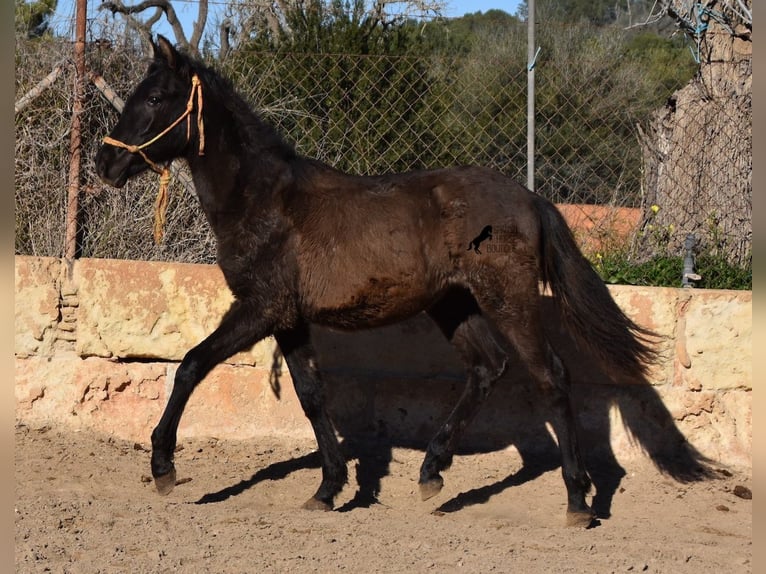 Andalusian Stallion 1 year 15,2 hh Black in Mallorca