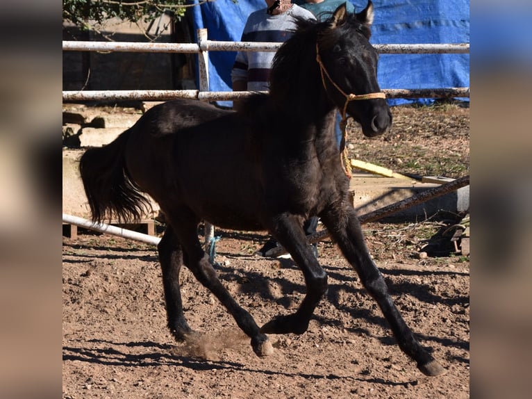 Andalusian Stallion 1 year 15,2 hh Black in Mallorca